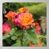 Poster voor gele roze rozen afdrukken (Voorkant)