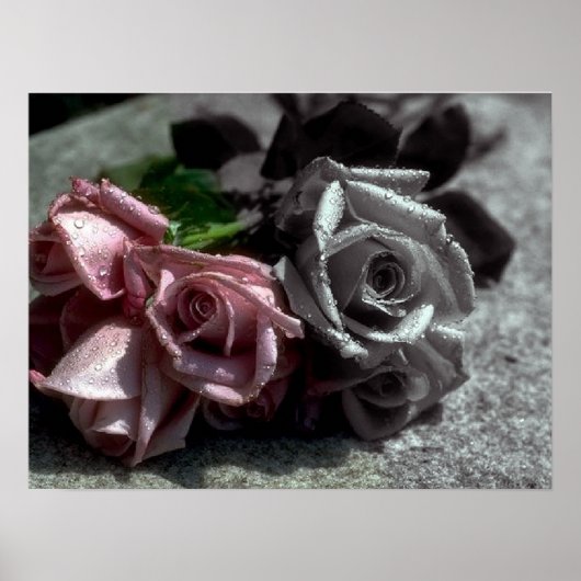 Poster voor gemengde rozen, zwart, wit en kleur (Voorkant)