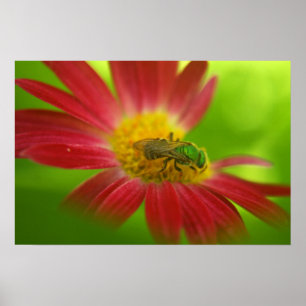 Poster voor groene bijen en Daisy of afdrukken