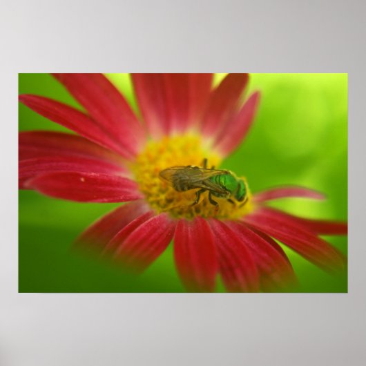 Poster voor groene bijen en Daisy of afdrukken (Voorkant)