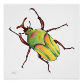 poster voor groene bug (Voorkant)