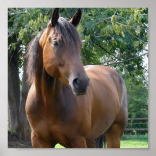 Poster voor Grondompelde paarden