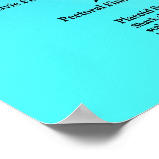 Poster voor haaienanatomie (Hoek)