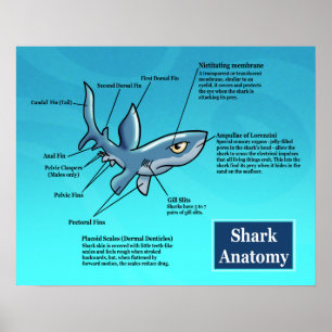 Poster voor haaienanatomie