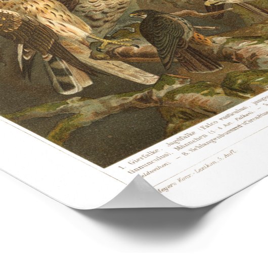 Poster voor het afdrukken van prooien (Hoek)