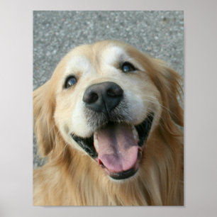 Poster voor het glimlachen van Golden Retriever