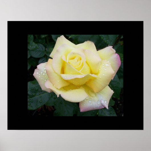 Poster voor het Roos van de vrede (Voorkant)