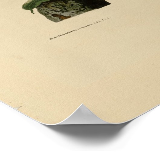  Poster voor het schilderen van blauwvogel (Hoek)