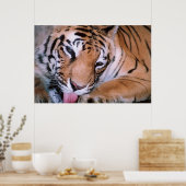 Poster voor het schoonmaken van de Bengalige tijge (Keuken)