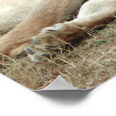 Poster voor het slapengaan van leeuwen en leeuwen (Hoek)