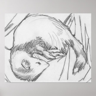 poster voor het trekken van fretten met "strepe"