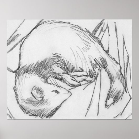 poster voor het trekken van fretten met "strepe" (Voorkant)