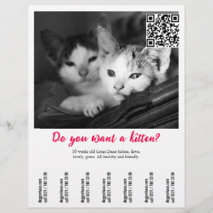 Poster voor het verkopen van kittens flyer