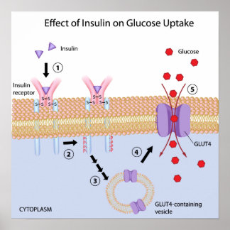 Poster voor insuline- en glucoseopname