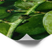 Poster voor keuken met groene druiven (Hoek)