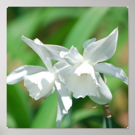 Poster voor kleine bekerkleden (Voorkant)