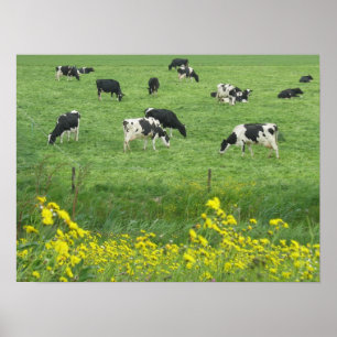 Poster voor koeien, wei en bloemen