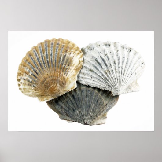 Poster voor kunstfoto's in Seashells Fine Art (Voorkant)