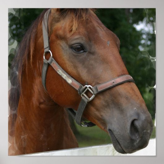 Poster voor kwart paard afdrukken (Voorkant)