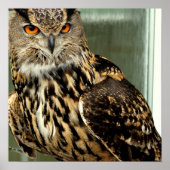 Poster voor langoustine (Voorkant)