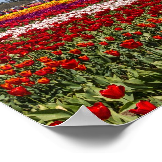 Poster voor lentetelers (Matte) (Hoek)