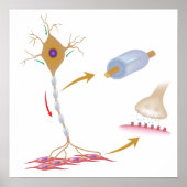 Poster voor motorneuron-anatomie (Voorkant)