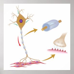 Poster voor motorneuron-anatomie