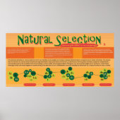 Poster voor natuurlijke selectie (Voorkant)