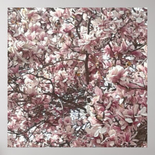 Poster voor ooit-voorjaarsMagnolia Fotografie