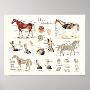 Poster voor paardenanatomie