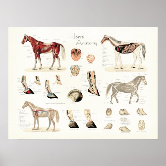 Poster voor paardenanatomie (Voorkant)