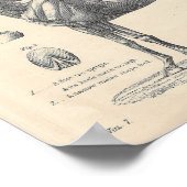 Poster voor paardenanatomie (Hoek)