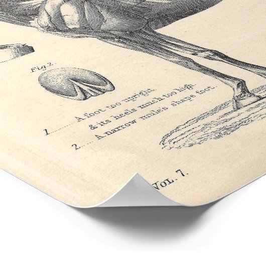 Poster voor paardenanatomie (Hoek)