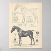 Poster voor paardenanatomie (Voorkant)