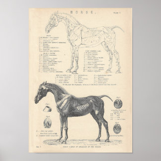 Poster voor paardenanatomie