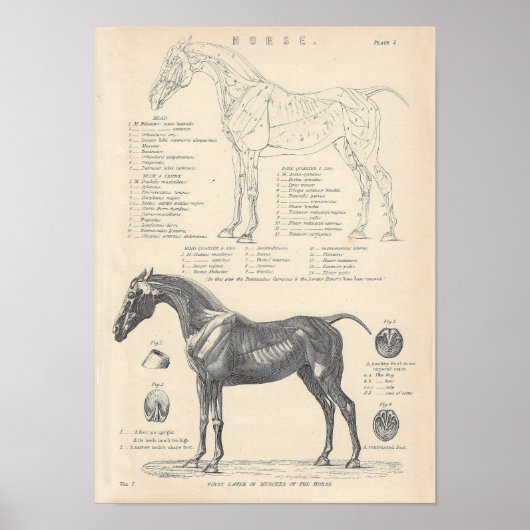 Poster voor paardenanatomie (Voorkant)