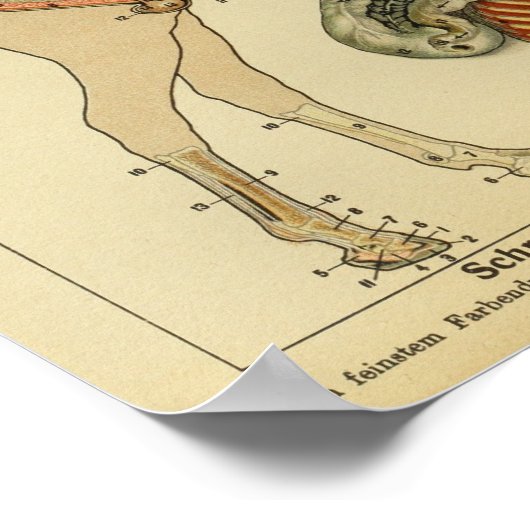 Poster voor -paardenanatomiereclame (Hoek)