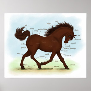 Poster voor paardeneducatie met een bruine paarden