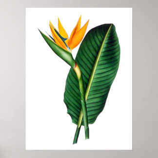 Poster voor paradijsvloeren