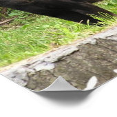 Poster voor pekelpanter (Hoek)