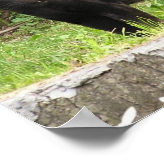 Poster voor pekelpanter (Hoek)