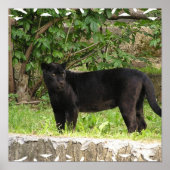 Poster voor pekelpanter (Voorkant)