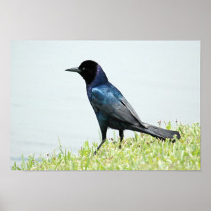 Poster voor rackle of Crow