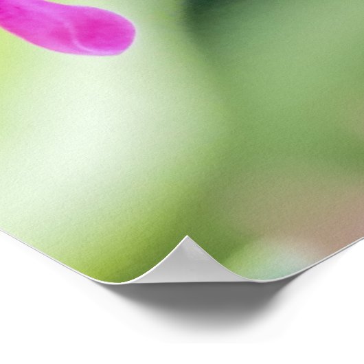 Poster voor roodkolibrie (Hoek)