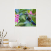 Poster voor roodkolibrie (Keuken)