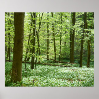 poster voor tranquilbossen