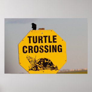 Poster voor vogelschildpad