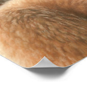 Poster voor vos en kauwen (Hoek)