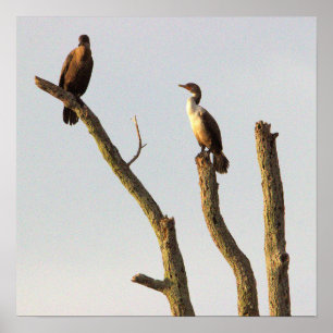 Poster voor zitvogels
