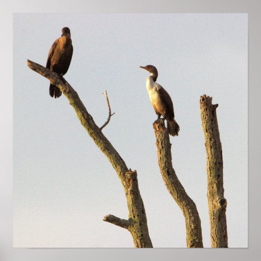 Poster voor zitvogels (Voorkant)